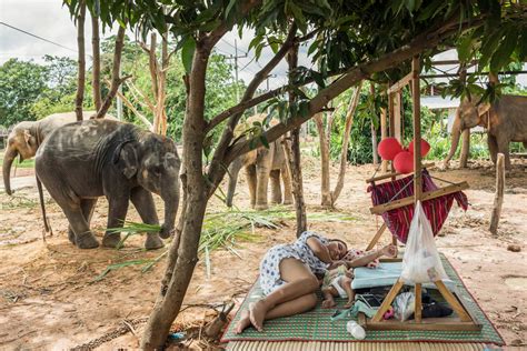 In this Thai village, life revolves around 300 captive .